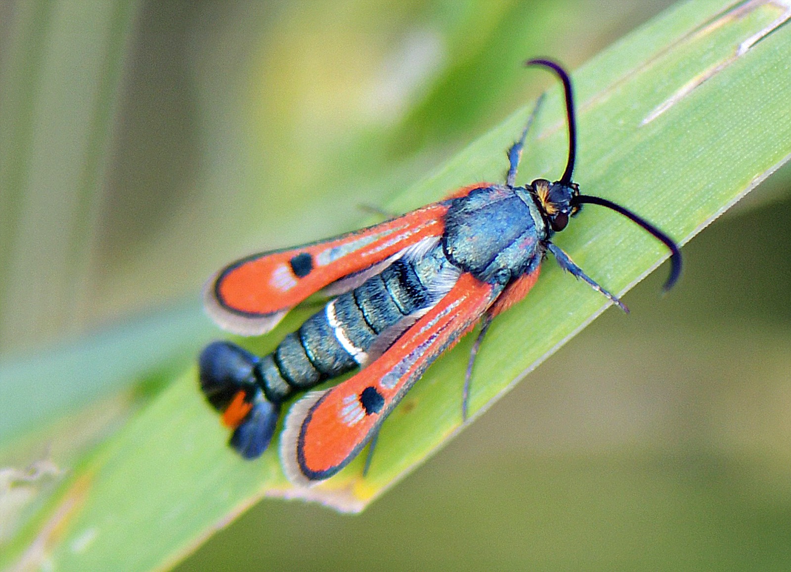 Chamaesphecia schmidtiiformis