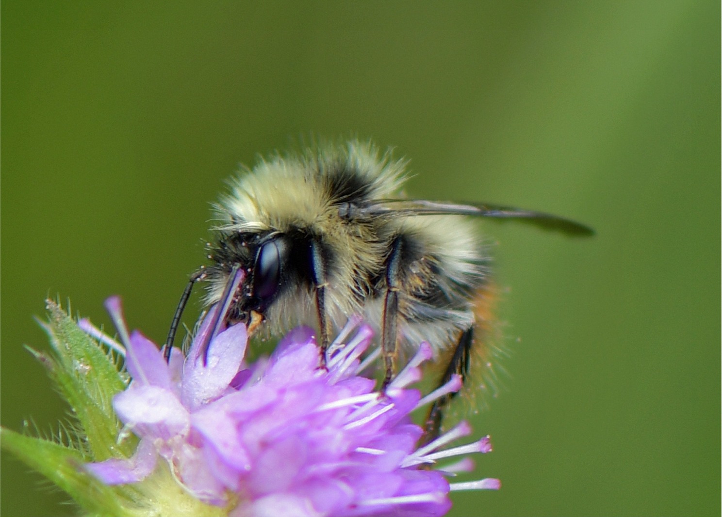 Bombus pyrenaeus ssp. tenuifasciatus