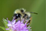 Bombus pyrenaeus ssp. tenuifasciatus