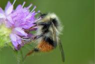 Bombus pyrenaeus ssp. tenuifasciatus