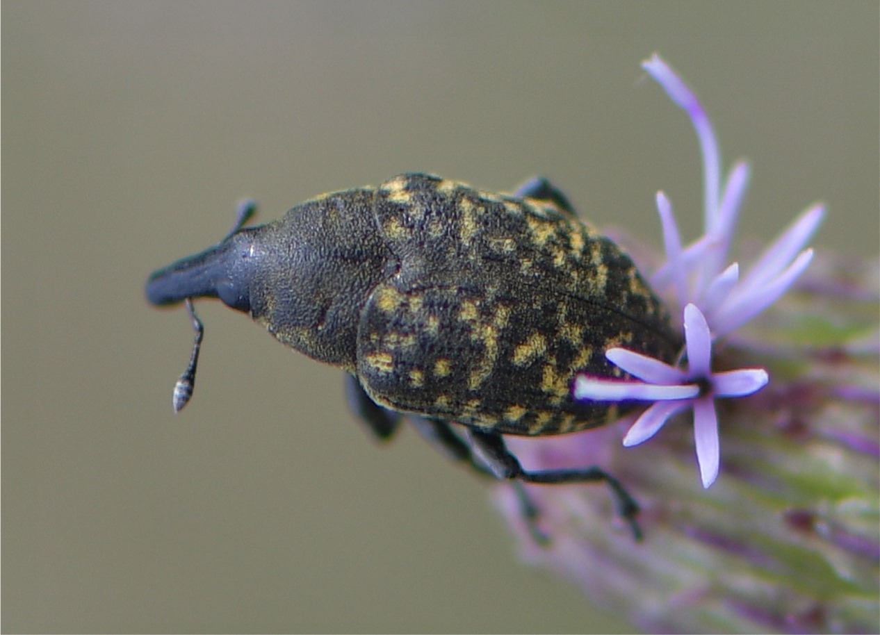 Larinus turbinatus