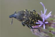 Larinus turbinatus