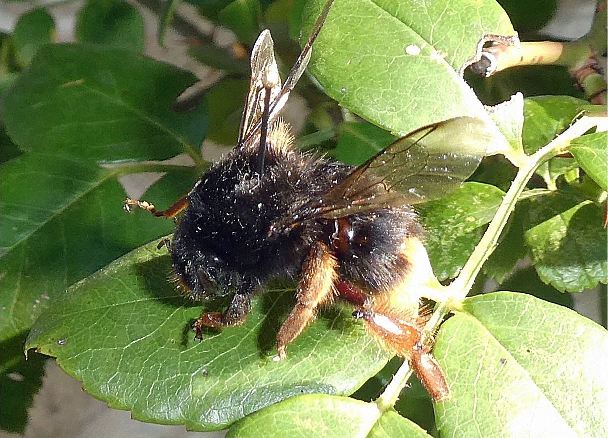 Bombus xanthopus