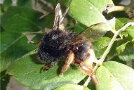 Bombus xanthopus