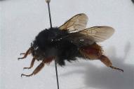 Bombus xanthopus