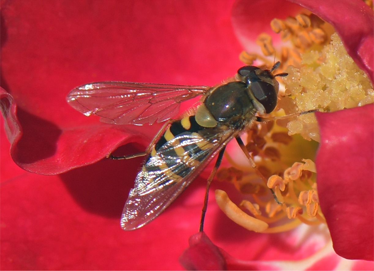 Syrphus vitripennis