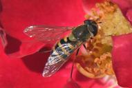 Syrphus vitripennis