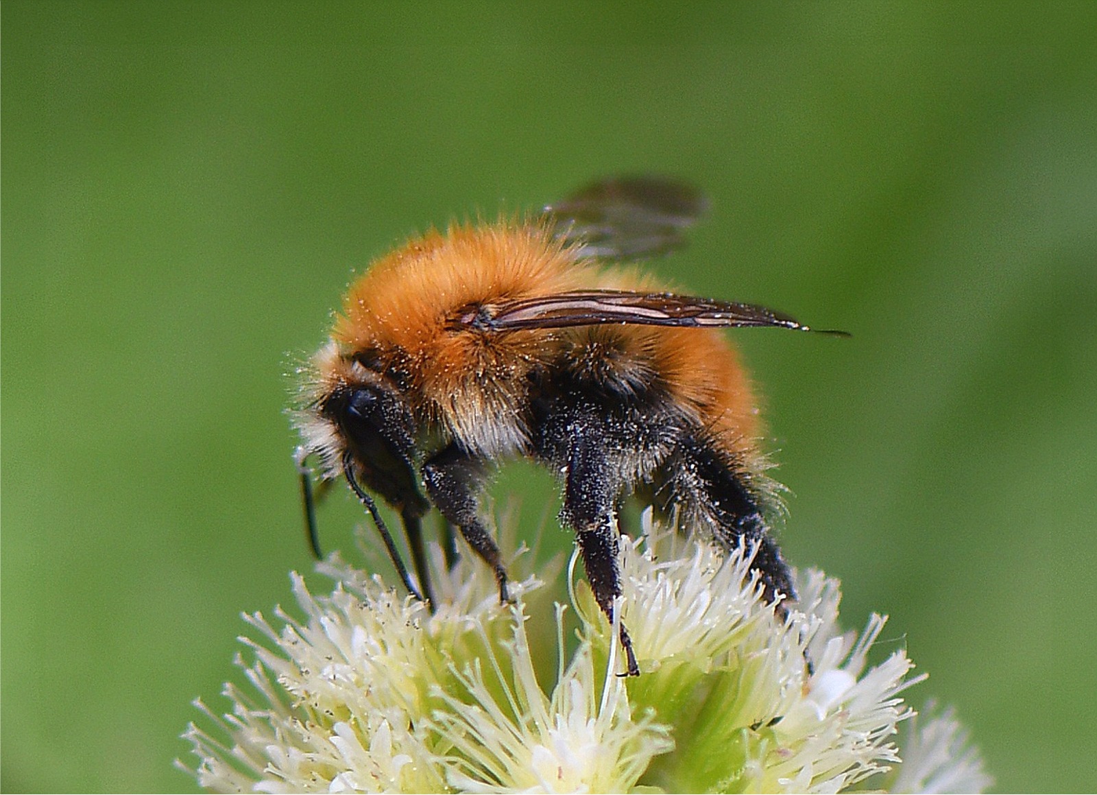 Bombus pascuorum ssp. pascuorum(♀)