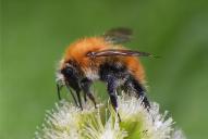 Bombus pascuorum ssp. pascuorum