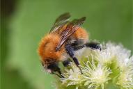 Bombus pascuorum ssp. pascuorum