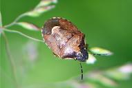 Rubiconia intermedia