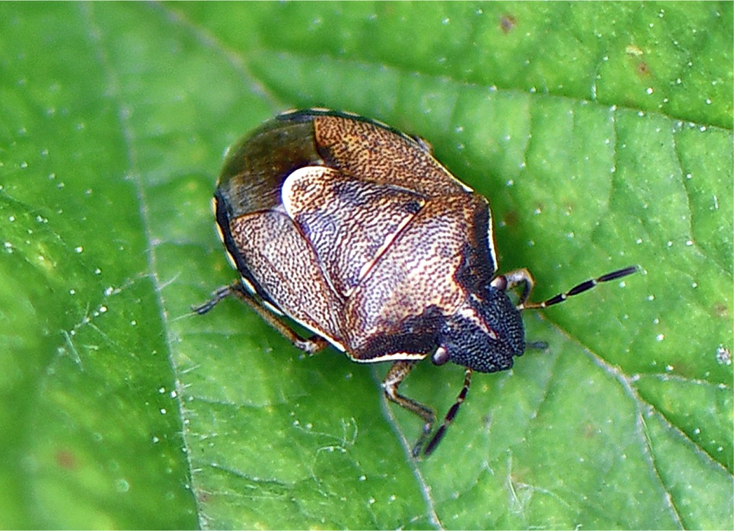 Rubiconia intermedia