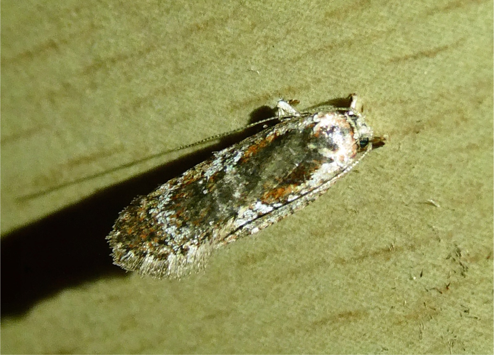 Agonopterix hypericella