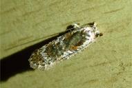 Agonopterix hypericella