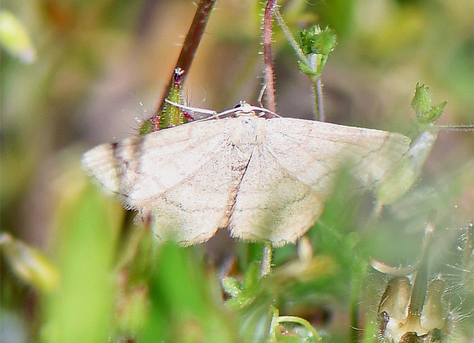 Scopula rubiginata