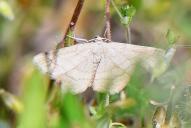 Scopula rubiginata