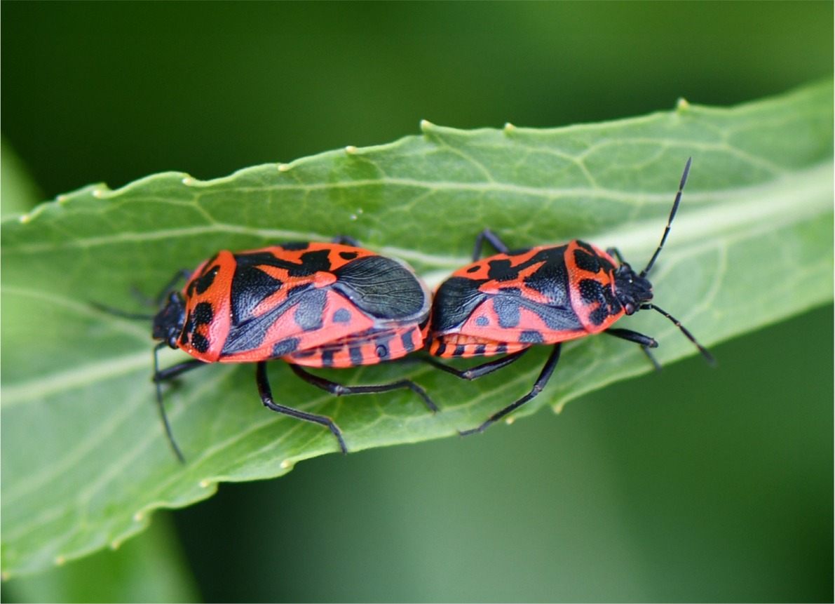 Eurydema ventralis