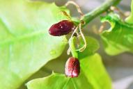 Andricus quadrilineatus