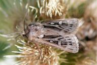 Agrotis fatidica