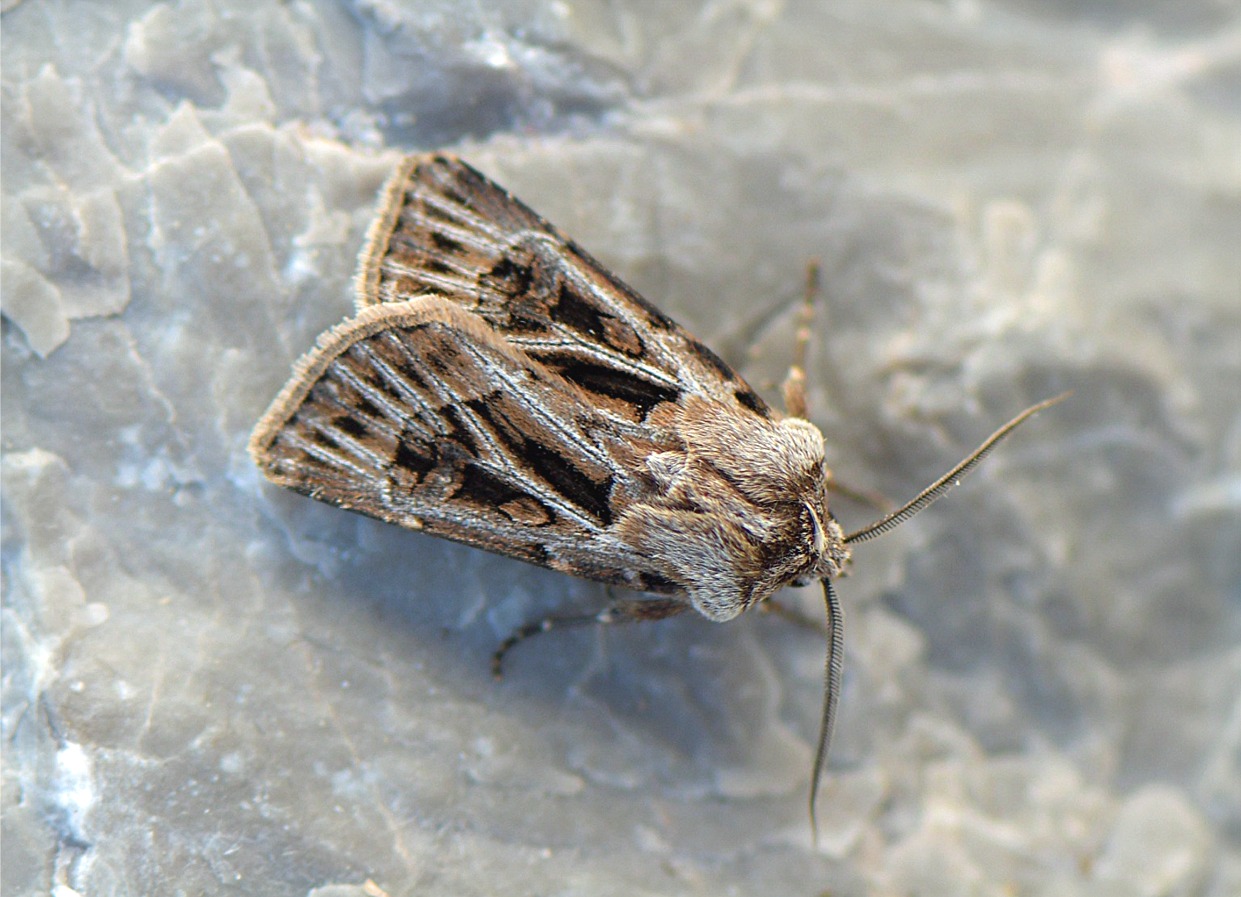 Agrotis fatidica