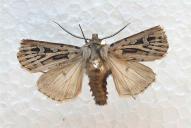 Agrotis fatidica