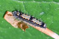 Lithosia quadra (Raupe)