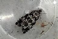 Pseudohermenias abietana