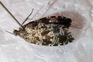 Pseudohermenias abietana