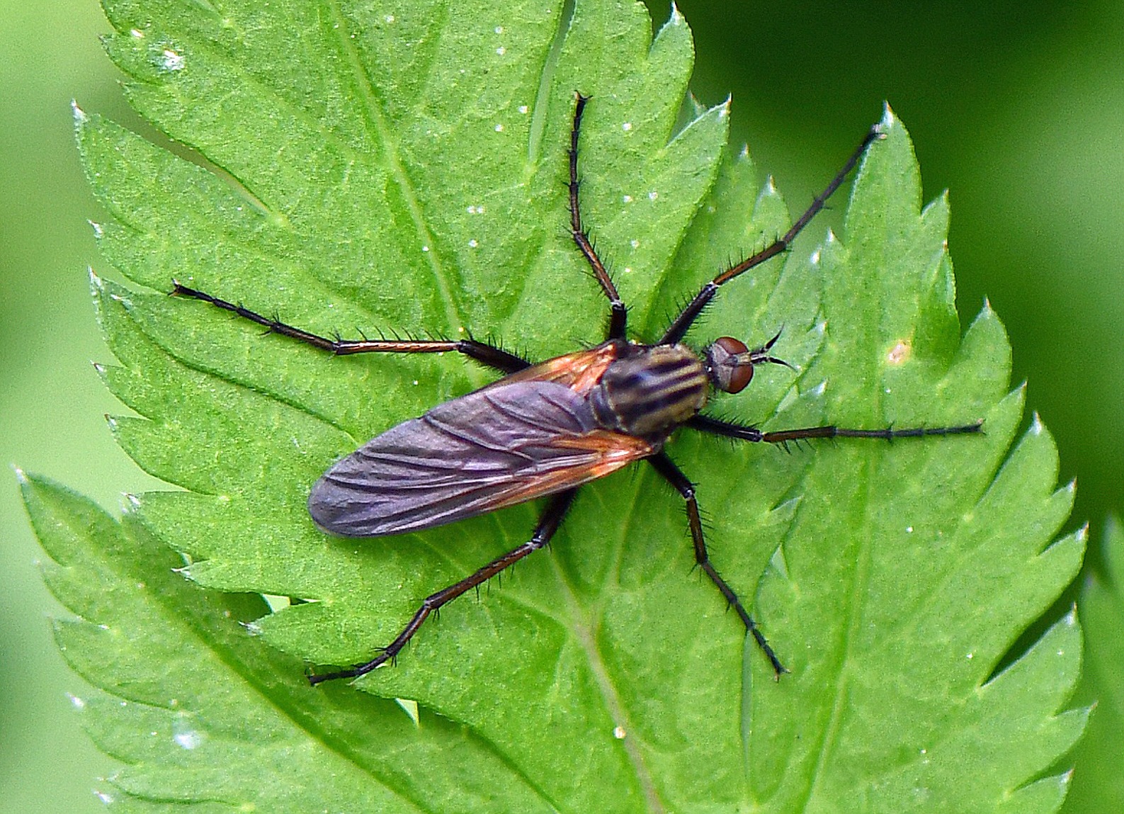 Empis tessellata