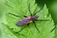 Empis tessellata