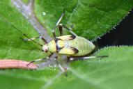 Calocoris alpestris