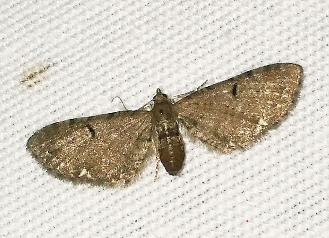 Eupithecia assimilata