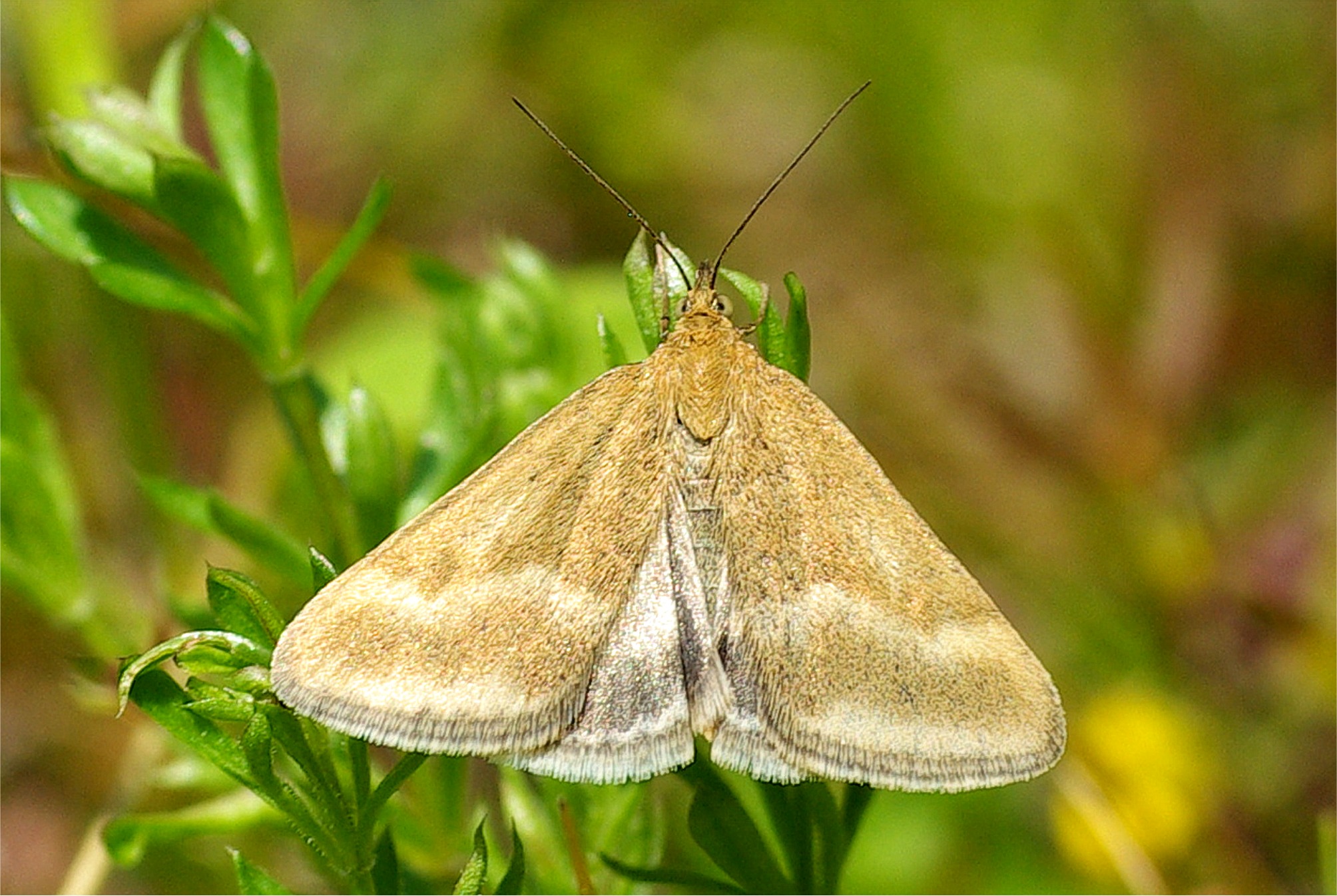 Pyrausta aerealis