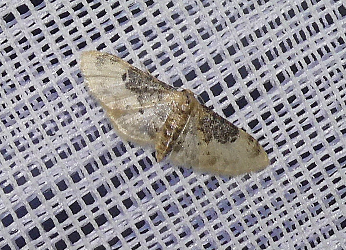 Idaea filicata