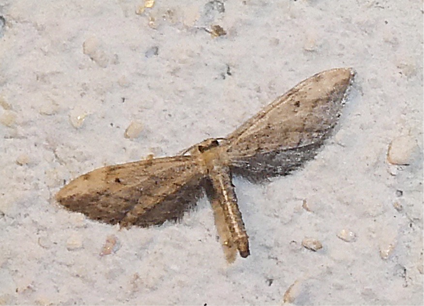 Idaea attenuaria