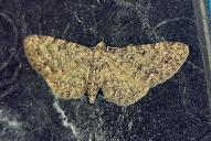 Eupithecia subfuscata