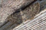Eupithecia subfuscata