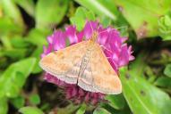 Pyrausta aerealis