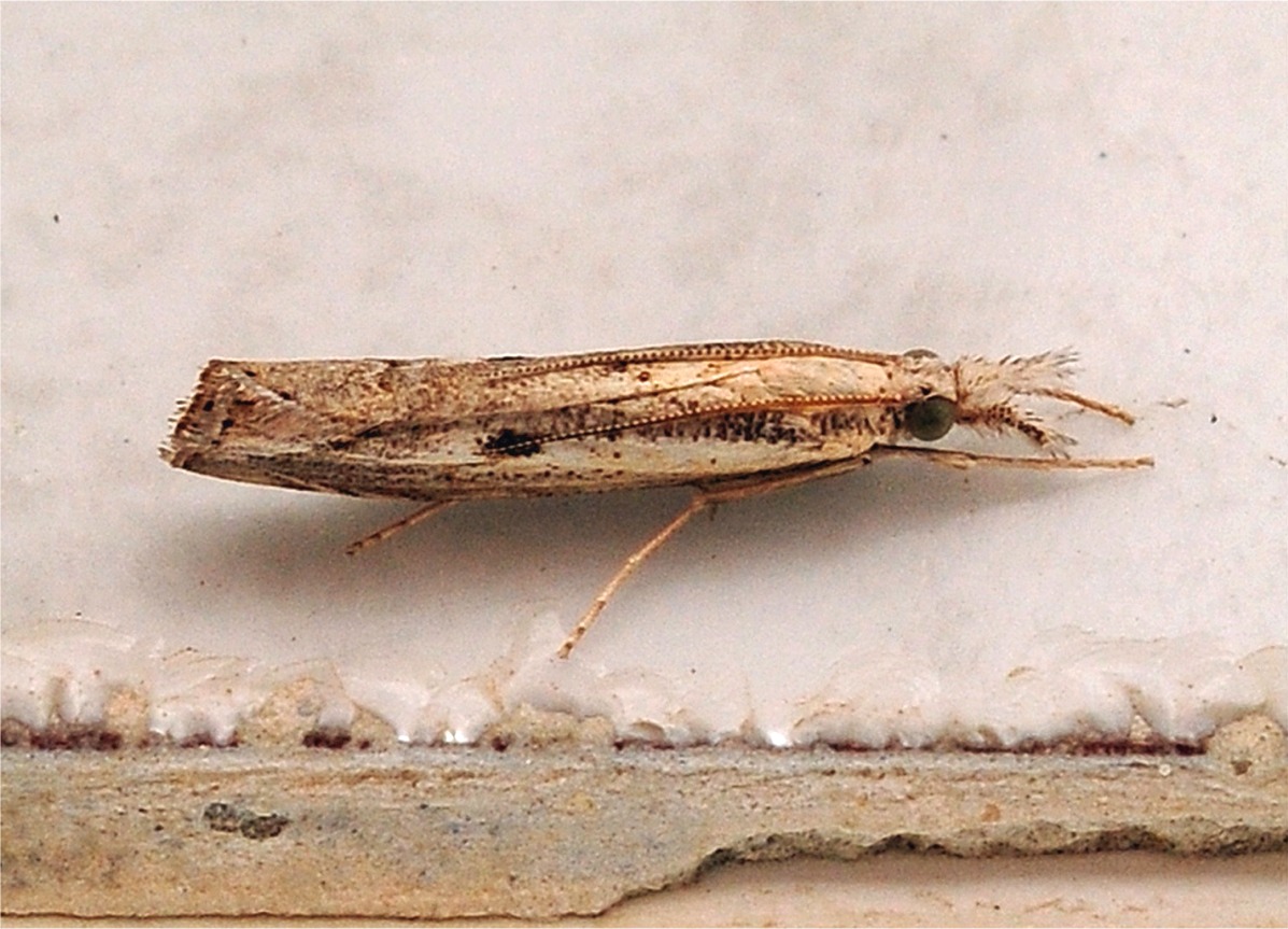 Agriphila inquinatella