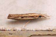 Agriphila inquinatella