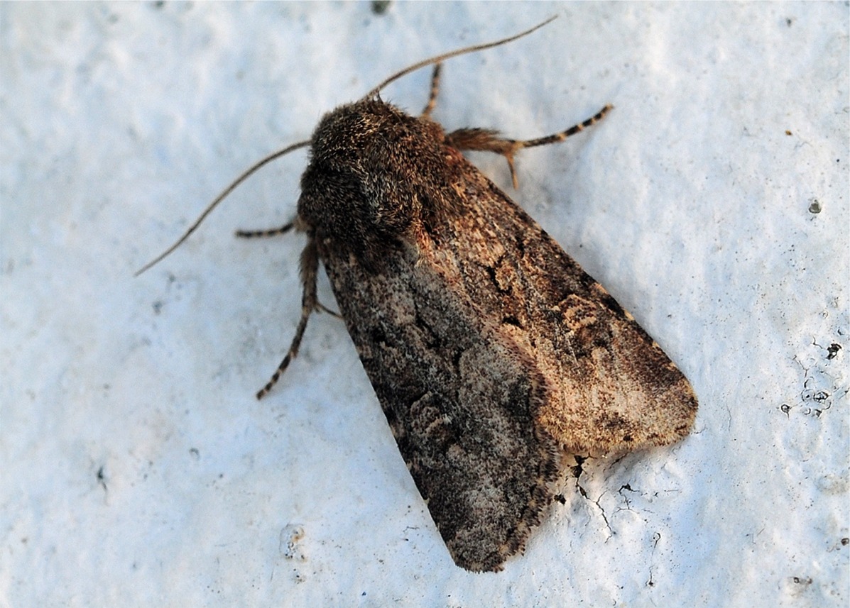 Luperina testacea