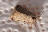 Caradrina clavipalpis