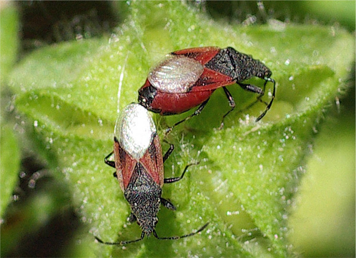 Oxycarenus lavaterae