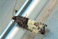 Notocelia cynosbatella