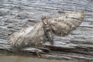 Eupithecia tripunctaria