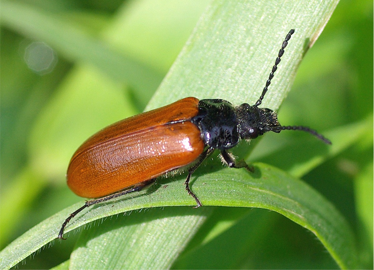 Omophlus longicornis