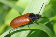 Omophlus longicornis