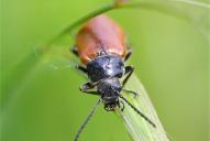 Omophlus longicornis