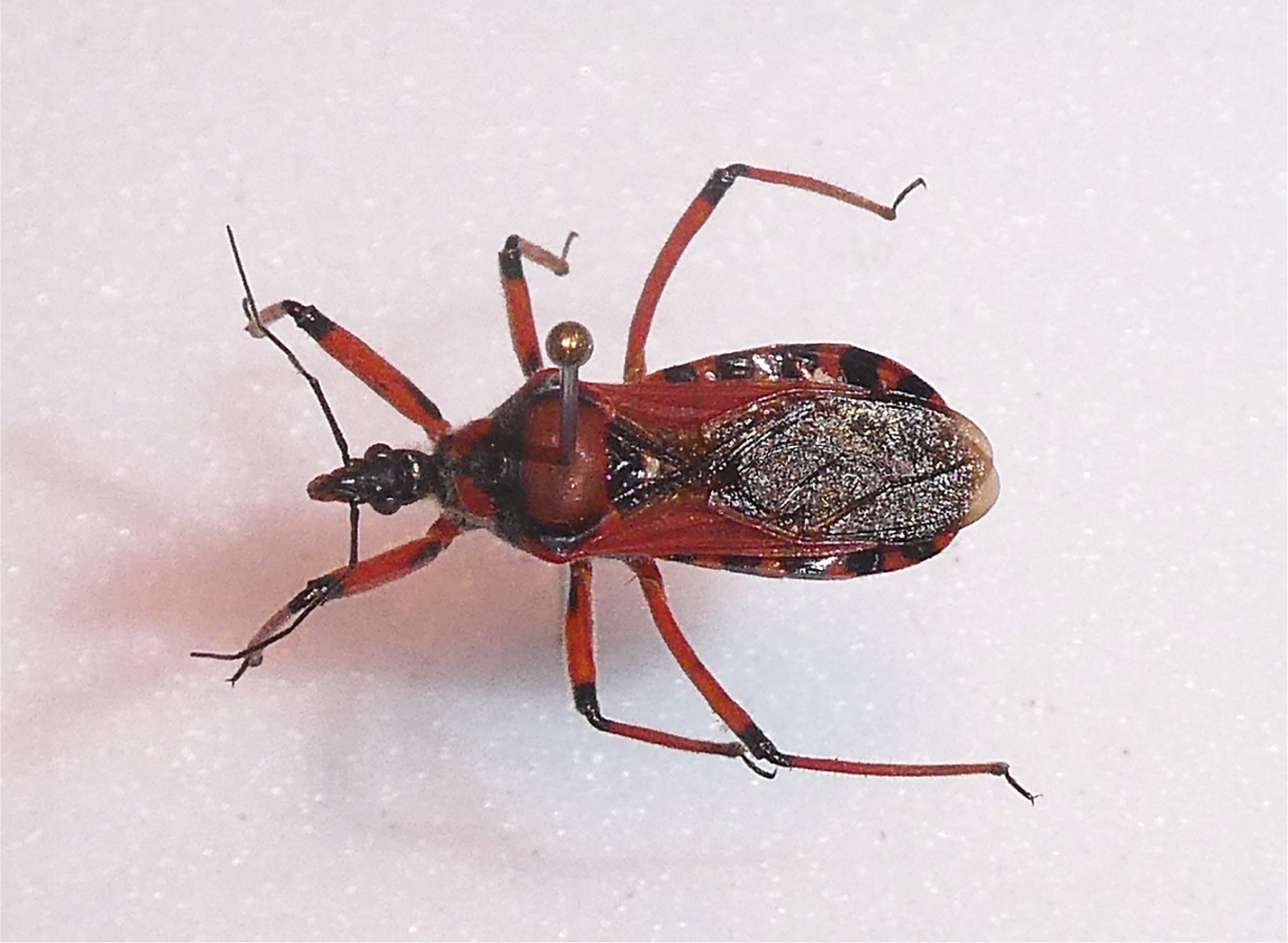 Rhynocoris iracundus