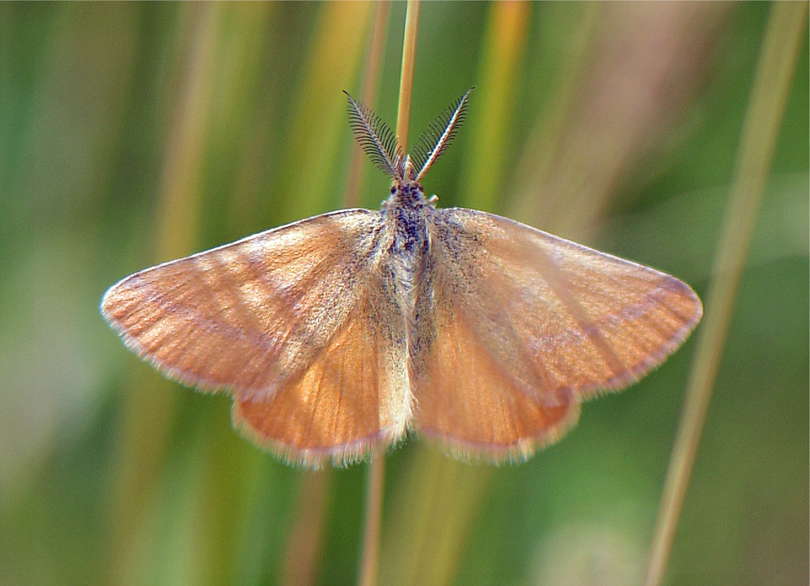 Lythria purpuraria